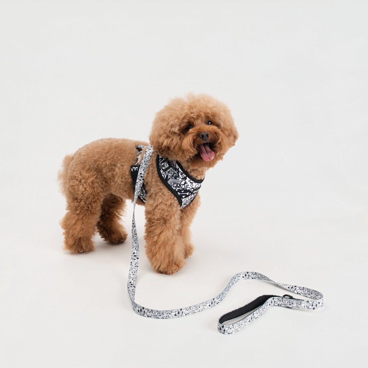 Choco, a small apricot dog, wearing a matching black and white harness and bandana with the coordinating lead