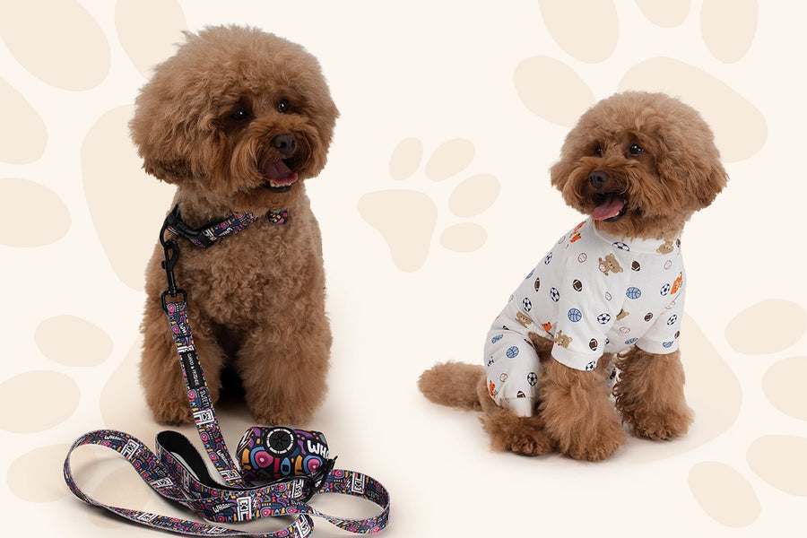 Choco modelling the collection