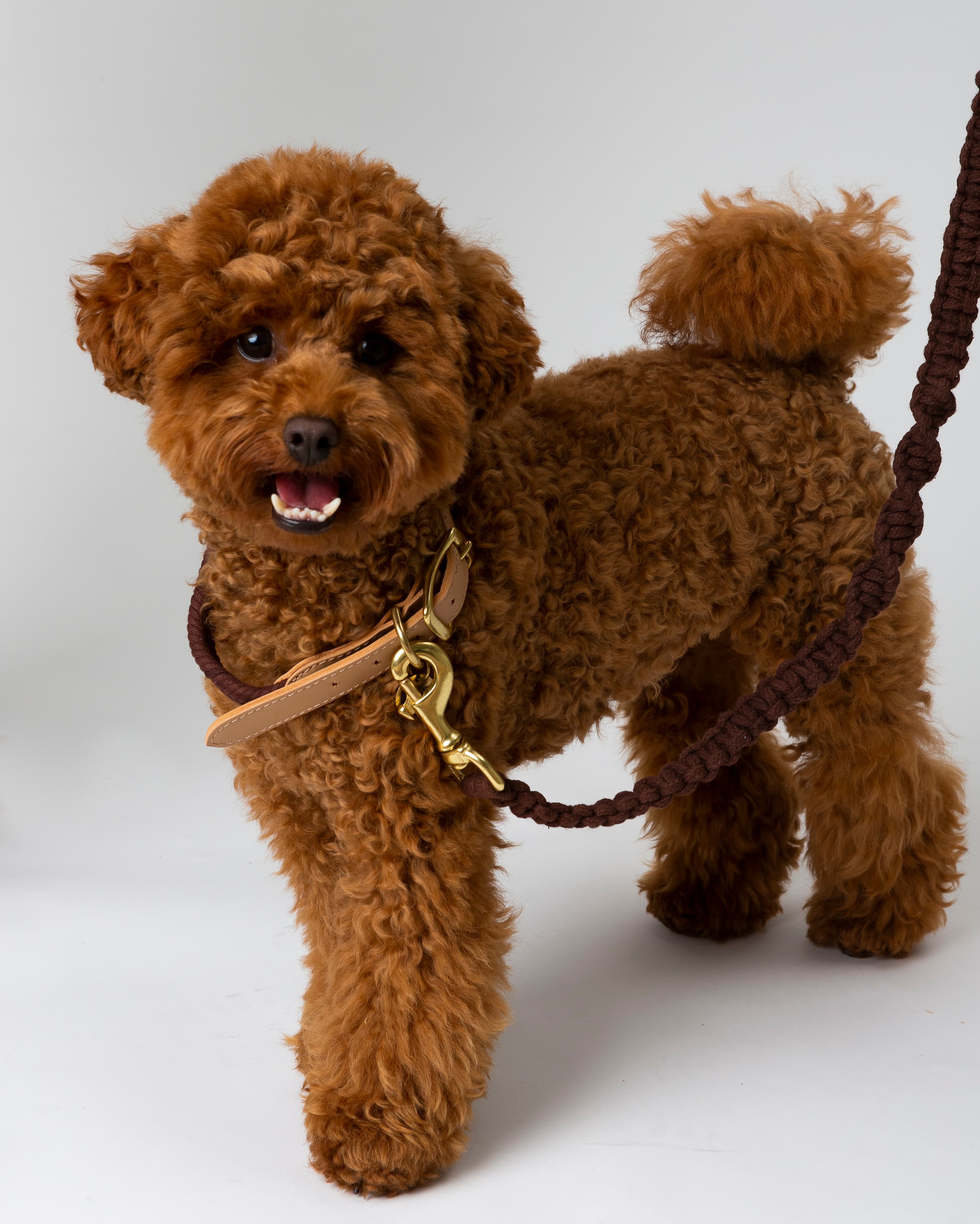 Choco’s Knot Duo - Earth