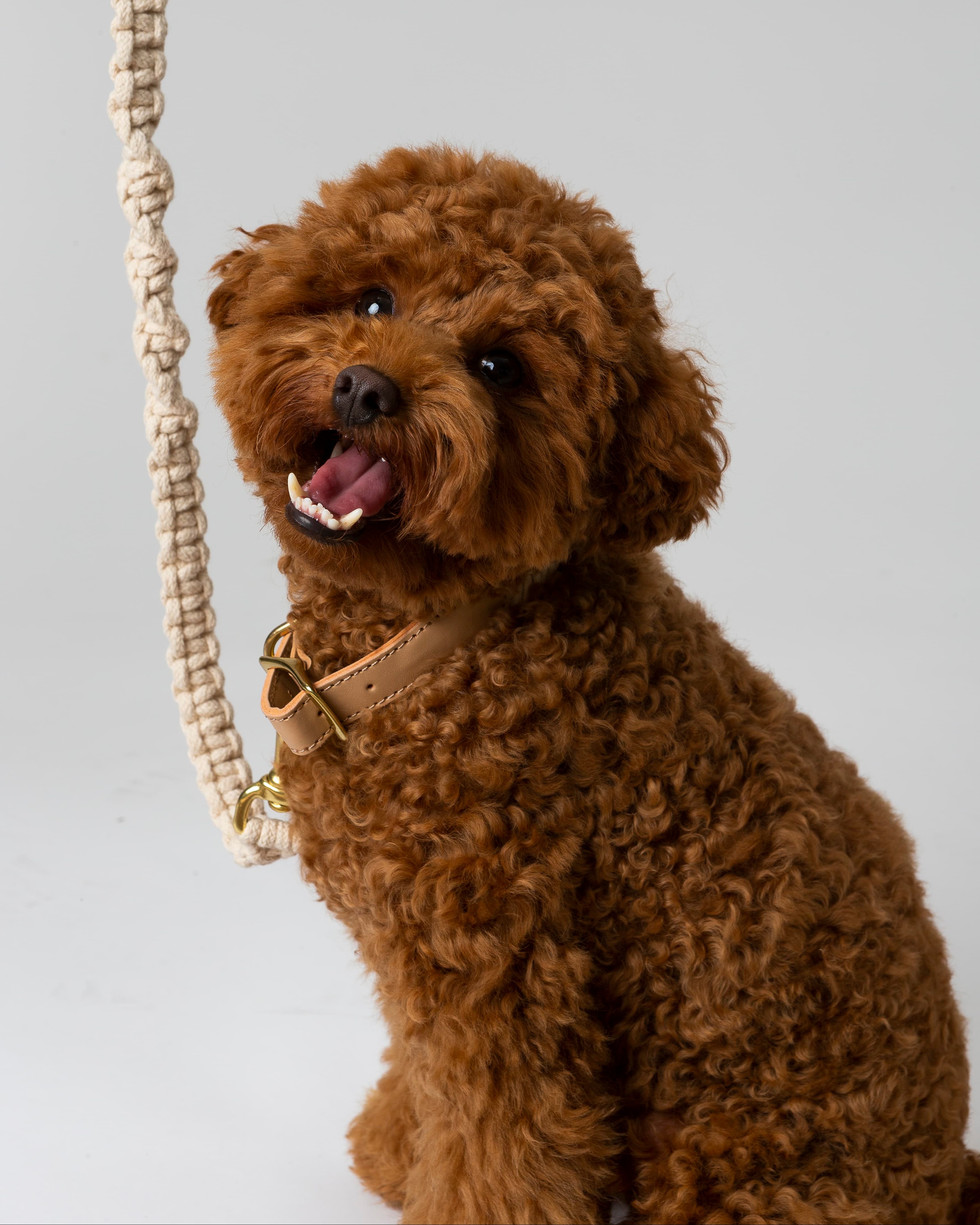 Choco’s Knot Collar